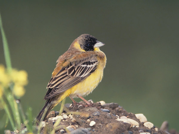 Mustapääsirkku, Black-headed Bunting, Emberiza melanocephala